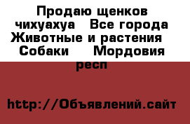 Продаю щенков чихуахуа - Все города Животные и растения » Собаки   . Мордовия респ.